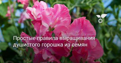Простые правила выращивания душистого горошка из семян - botanichka.ru - Англия