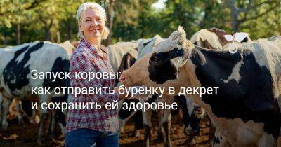 Запуск коровы: как отправить буренку в декрет и сохранить ей здоровье - botanichka.ru