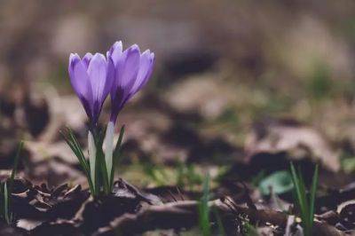 Анастасия Коврижных - Что посадить ранней весной: цветы, которые порадуют быстрее остальных - belnovosti.by
