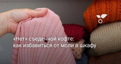 «Нет» съеденной кофте: как избавиться от моли в шкафу - botanichka.ru