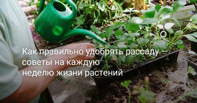 Как правильно удобрять рассаду — советы на каждую неделю жизни растений - botanichka.ru