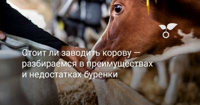 Стоит ли заводить корову — разбираемся в преимуществах и недостатках буренки - botanichka.ru
