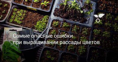 Самые опасные ошибки при выращивании рассады цветов - botanichka.ru