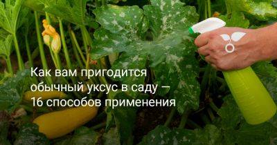 Как вам пригодится обычный уксус в саду — 16 способов применения - botanichka.ru