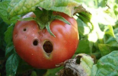 Почему помидоры в дырках: кто ест, чем обработать - fermilon.ru - Россия