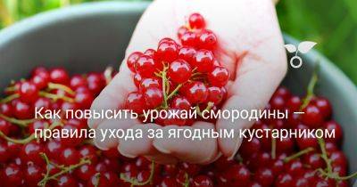 Как повысить урожай смородины — правила ухода за ягодным кустарником - botanichka.ru