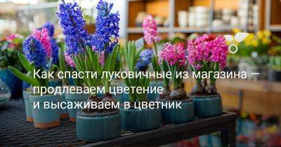 Как спасти луковичные из магазина — продлеваем цветение и высаживаем в цветник - botanichka.ru
