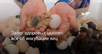 Залог здоровых цыплят: всё об инкубации яиц - botanichka.ru