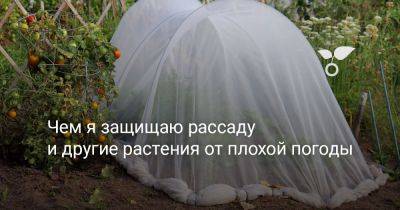 Чем я защищаю рассаду и другие растения от плохой погоды - botanichka.ru