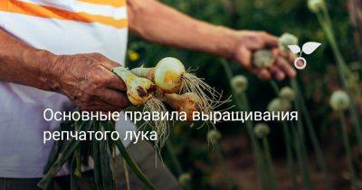 Основные правила выращивания репчатого лука - botanichka.ru