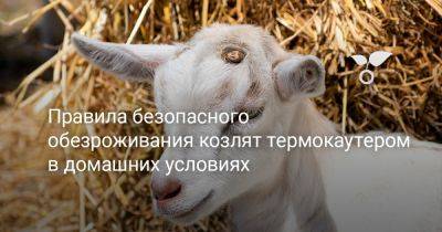 Правила безопасного обезроживания козлят термокаутером в домашних условиях - botanichka.ru