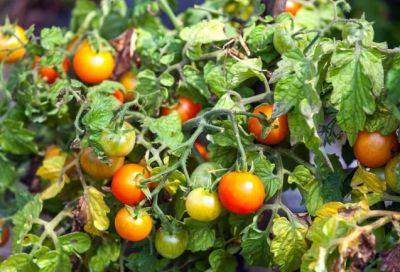 Почему растут мелкие помидоры в теплице и в открытом грунте - fermilon.ru