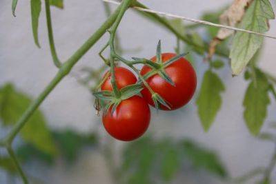 Как вырастить томаты на даче без рассады?
