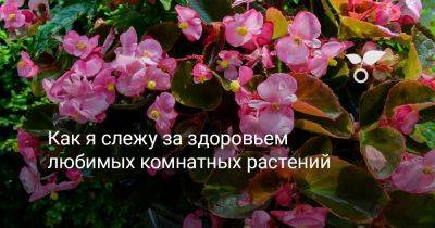 Как я слежу за здоровьем любимых комнатных растений - botanichka.ru