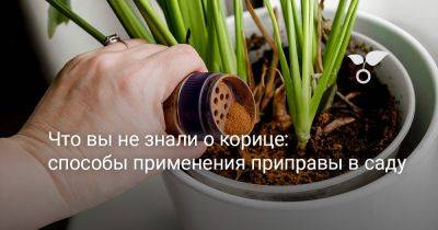Что вы не знали о корице? Способы применения приправы в саду - botanichka.ru