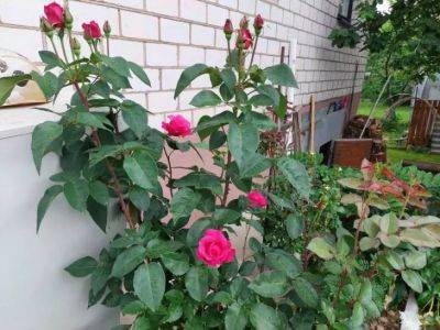 Анастасия Коврижных - Выбор идеального места для посадки роз: как создать цветник мечты - belnovosti.by