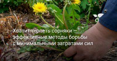 Хватит терпеть сорняки — эффективные методы борьбы с минимальными затратами сил - botanichka.ru