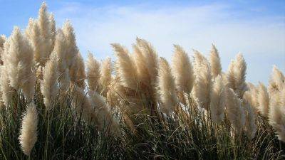 Пампасная трава: где и как правильно выращивать кортадерию - nur.kz