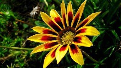 Гацания: как выращивать и ухаживать за цветком