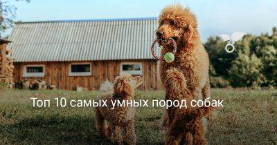 Топ 10 самых умных пород собак - botanichka.ru - Сша