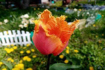 Анастасия Коврижных - 10 первоцветов и раннецветов, которые порадуют своим цветением в апрельские и майские деньки: варианты для средней полосы - belnovosti.by