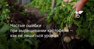 Частые ошибки при выращивании картофеля — как не лишиться урожая - botanichka.ru