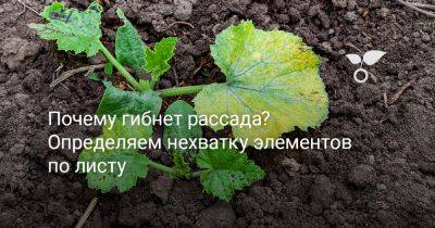 Почему гибнет рассада? Определяем нехватку элементов по листу - botanichka.ru