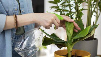 Янтарная кислота для растений: влияние на культуры и правила использования