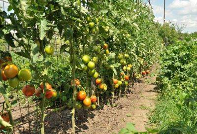 Выращивание томатов по методу Маслова - fermilon.ru