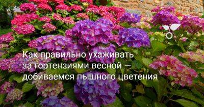 Как правильно ухаживать за гортензиями весной — добиваемся пышного цветения - botanichka.ru - Московская обл.