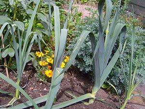 Лук-порей: выращивание на огороде из семян - floristics.info - Франция - Греция - Египет