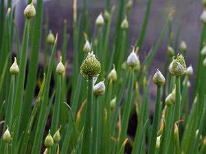 Лук-батун: выращивание из семян на огороде - floristics.info - Китай - Япония