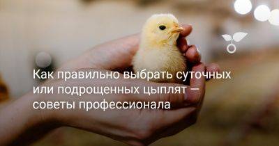 Как правильно выбрать суточных или подрощенных цыплят — советы профессионала - botanichka.ru