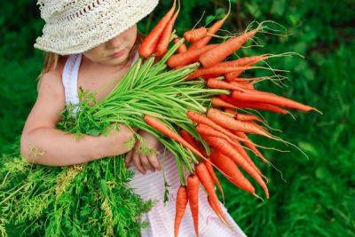 Погрызть уже в июне – самые ранние и скороспелые сорта и гибриды моркови - ogorod.ru