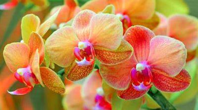 Выращиваем орхидеи: 8 секретов для новичков - gradinamax.com.ua