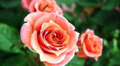 Лучшие партнеры для розы: кто подчеркнет красоту «королевы» - gradinamax.com.ua