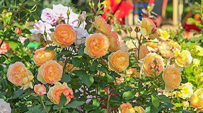 Как размножить розы в саду черенками и семенами - gradinamax.com.ua