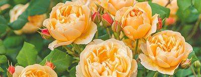 Роза Остина - Дэвид Остин - Английские розы - современная классика на вашем участке - gradinamax.com.ua