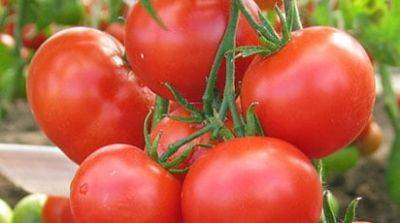 Непасынкующиеся томаты: как выбрать и выращивать - gradinamax.com.ua - Россия