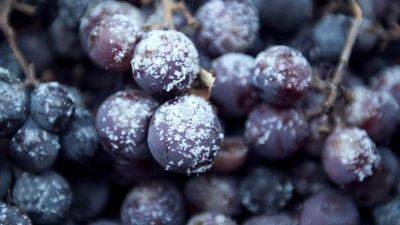 Укрываем виноград на зиму правильно. Главное – не перестараться! - gradinamax.com.ua - г. Виноград