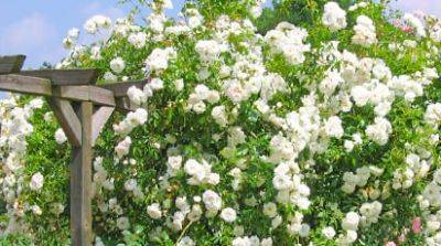 Сказка летнего сада - плетистые розы. Правила посадки и ухода - gradinamax.com.ua - республика Коми