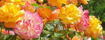Как правильно посадить розы в саду: делимся советами и секретами - gradinamax.com.ua