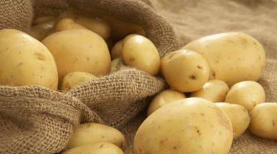 7 необычных способов посадки картофеля - gradinamax.com.ua - Россия