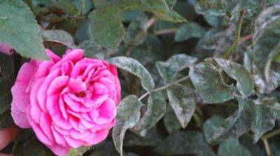 На розе белый налет на листьях - gradinamax.com.ua