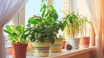 Как ухаживать за комнатными растениями зимой - gradinamax.com.ua
