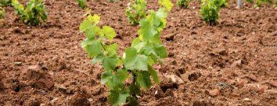 Как правильно посадить виноград весной: гайд для начинающих - gradinamax.com.ua - г. Виноград