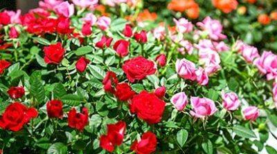 Самые морозостойкие розы, которые переживут любую зиму - gradinamax.com.ua