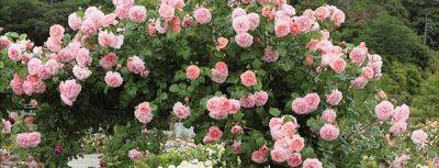 Плетистые розы: посадка и уход за королевами вертикального сада - gradinamax.com.ua