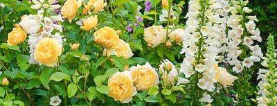 Подборка растений, с которыми розе в саду комфортно - gradinamax.com.ua