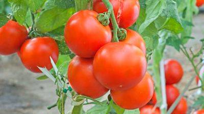Как собрать в августе больше ведра помидоров с куста - gradinamax.com.ua